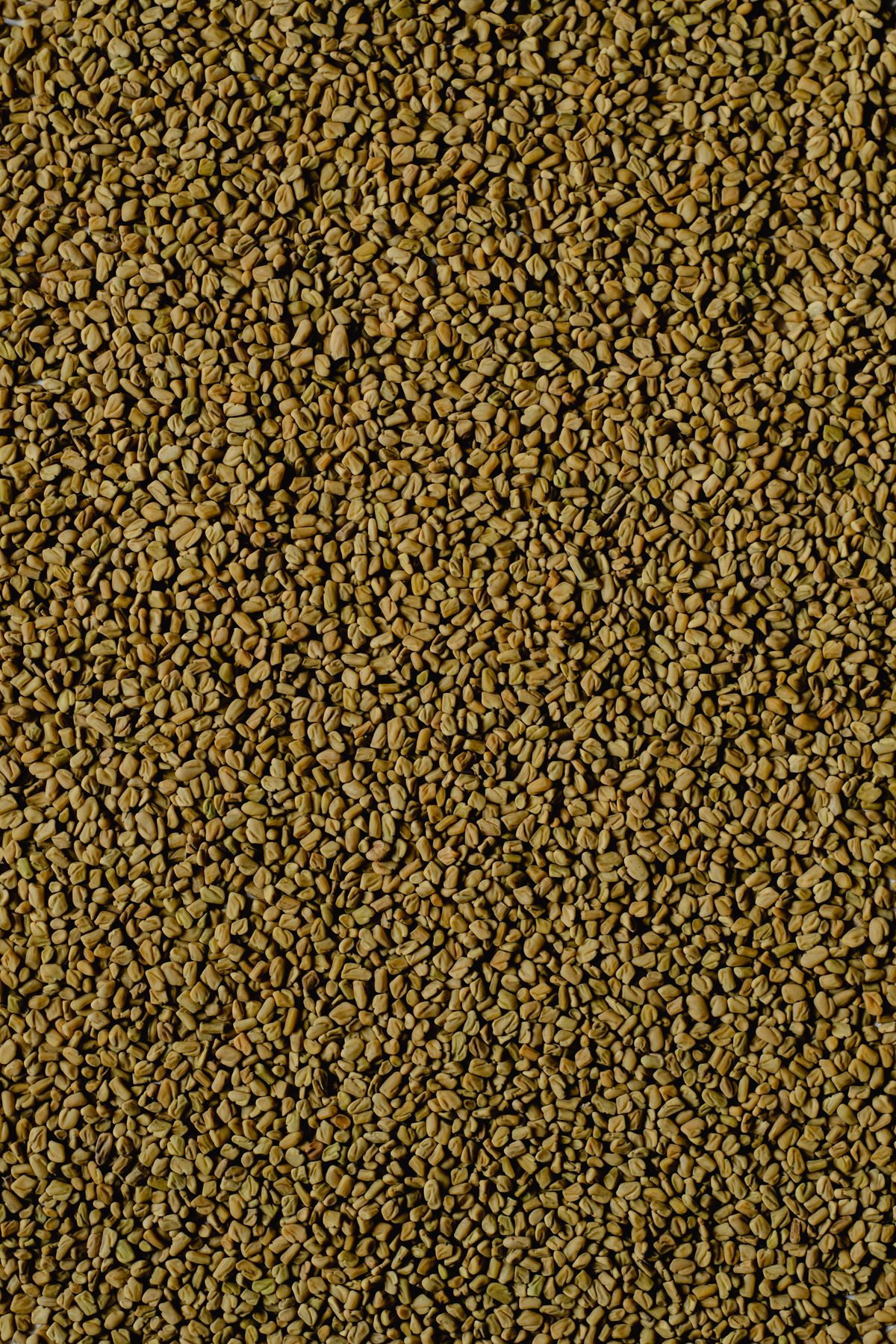 Fenugreek Seeds
