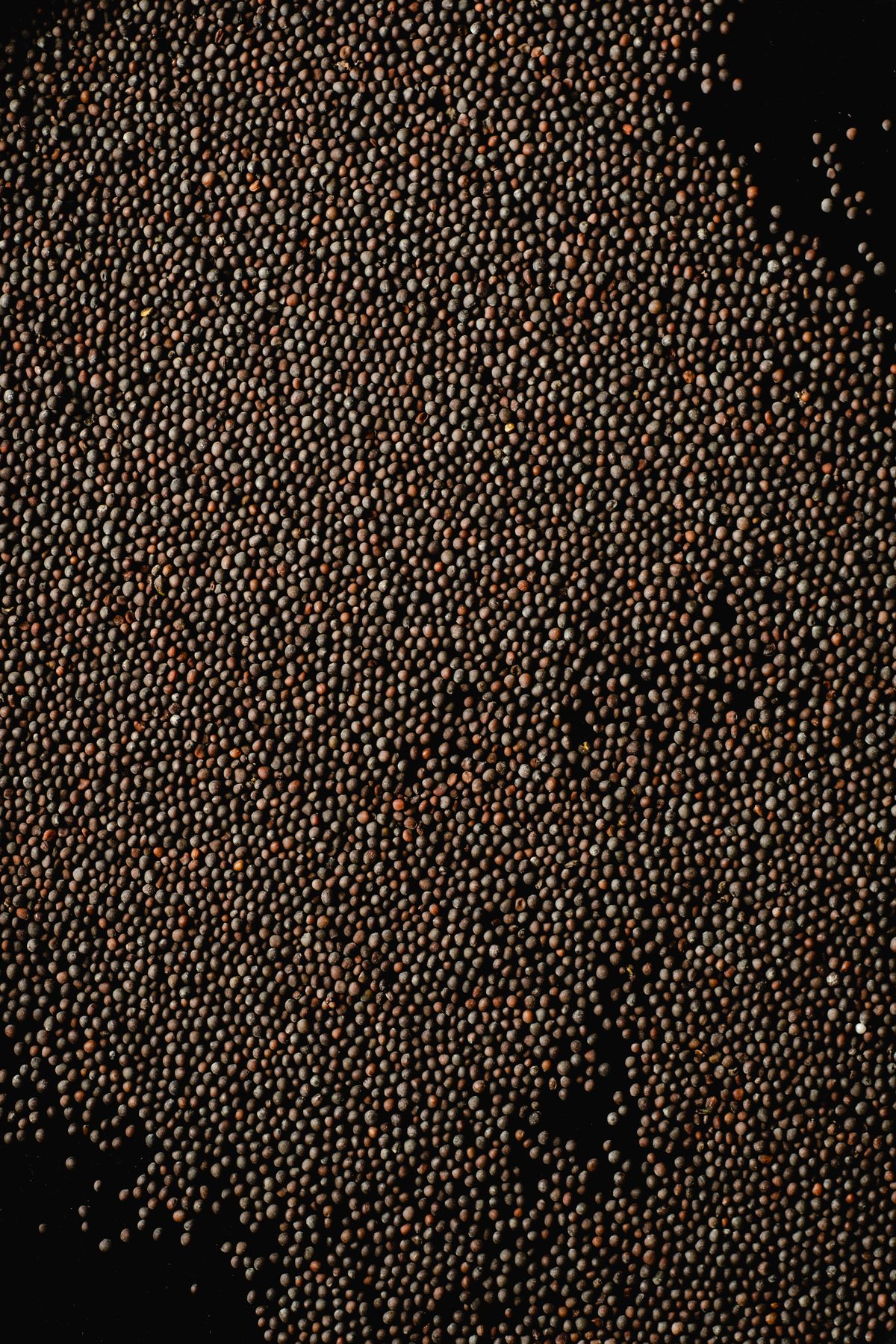 Mustard Seeds
